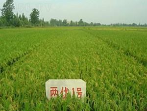 ��ʢ�Ƀ�(y��u)1̖-ˮ���N��-���r(n��ng)�l(f��)