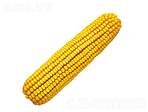 º��5̖-���׷N��-���r(n��ng)�l(f��)