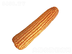 º��13-���׷N��-���r(n��ng)�l(f��)