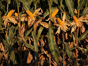 º��39-���׷N��-���r(n��ng)�l(f��)