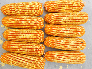 �h��777-���׷N��-���r(n��ng)�l(f��)