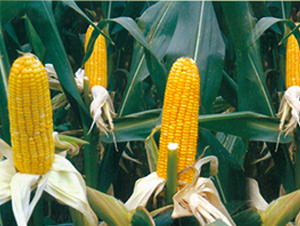 ����6̖-���׷N��-���r(n��ng)�l(f��)