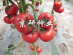 ����3̖(h��o)-���ѷN��-����