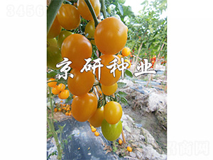 �����S��3̖(h��o)-���ѷN��-����