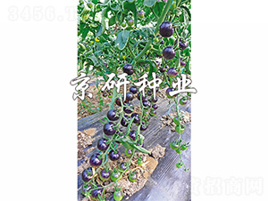 �������_�h-���ѷN��-����