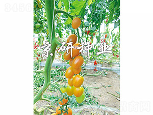 �����ӏ��^-���ѷN��-����