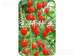 ����6̖(h��o)-���ѷN��-����