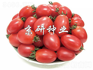 ����2̖(h��o)-���ѷN��-����