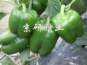 ����809-�����N��-����