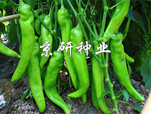 ����908-�����N��-����