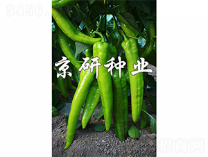 ����909-�����N��-����