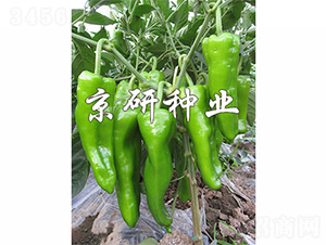 ����311-�����N��-����