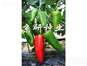 ����318-�����N��-����