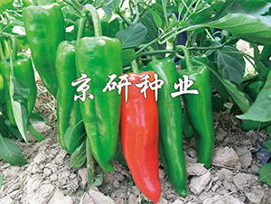 ����8̖-�����N��-����