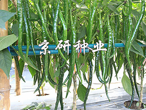 ����429-�����N��-����