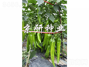 ����209-�����N��-����