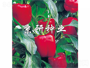 �t��2̖-�����N��-����