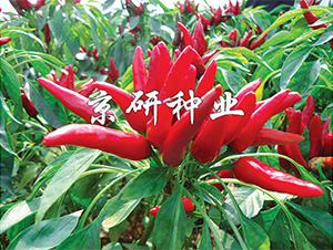 ����116-�����N��-����