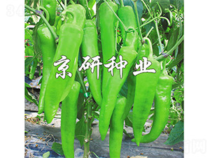 �ٺ�742-�����N��-����