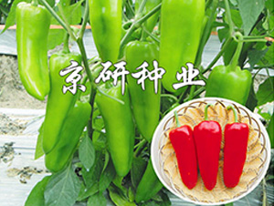 ����518-�����N��-����