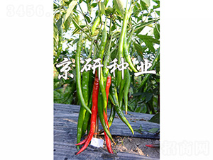 ����1̖-�����N��-����