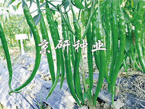 ����3̖-�����N��-����