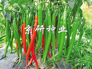 ����6̖-�����N��-����