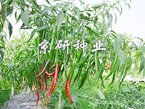 ����1̖-�����N��-����