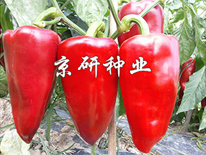 ���T5̖-�����N��-����