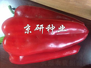 ���T205-�����N��-����