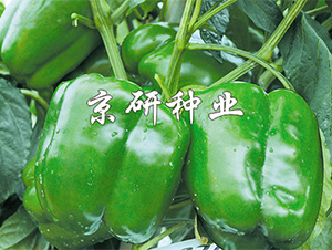 ����4̖-�����N��-����