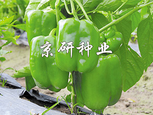 ����5̖-�����N��-����