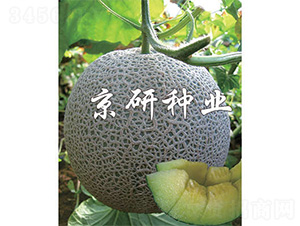 ����5̖-��ϷN��-����