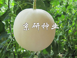 ��������-��ϷN��-����