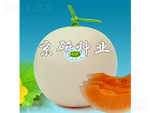 ��������-��ϷN��-����