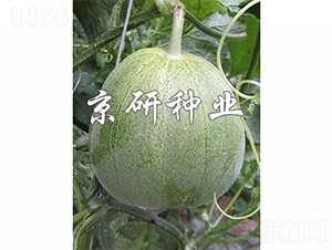 ����848-2-��ϷN��-����