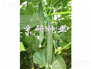 ����106-�S�ϷN��-����