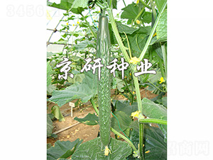 ����118-�S�ϷN��-����