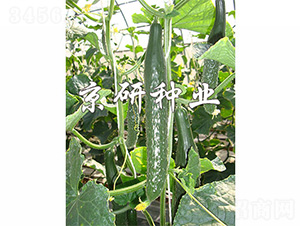 ���оG��1249-�S�ϷN��-����