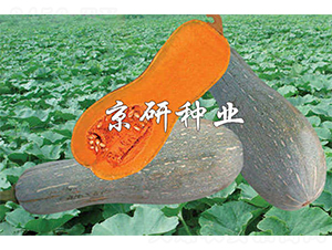 ����2̖(h��o)-�ϹϷN��-����