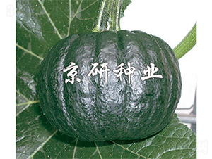 ������-�ϹϷN��-����