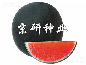 ����-���ϷN��-����