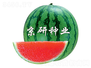 ����-���ϷN��-����