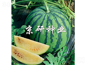 ��ѩ-���ϷN��-����