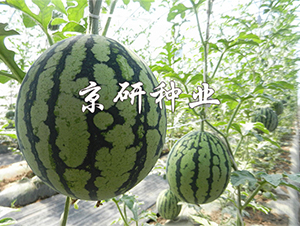 ����4K-���ϷN��-����