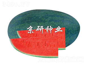 ����-���ϷN��-����