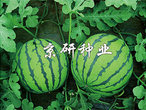 ����7̖(h��o)-���ϷN��-����