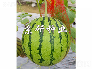 ����-���ϷN��-����