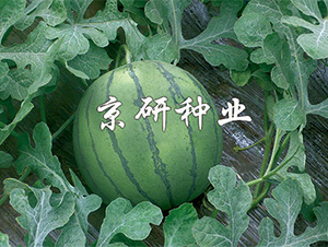 ��(gu��)�P-���ϷN��-����