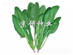 ���s10̖(h��o)-���˷N��-����